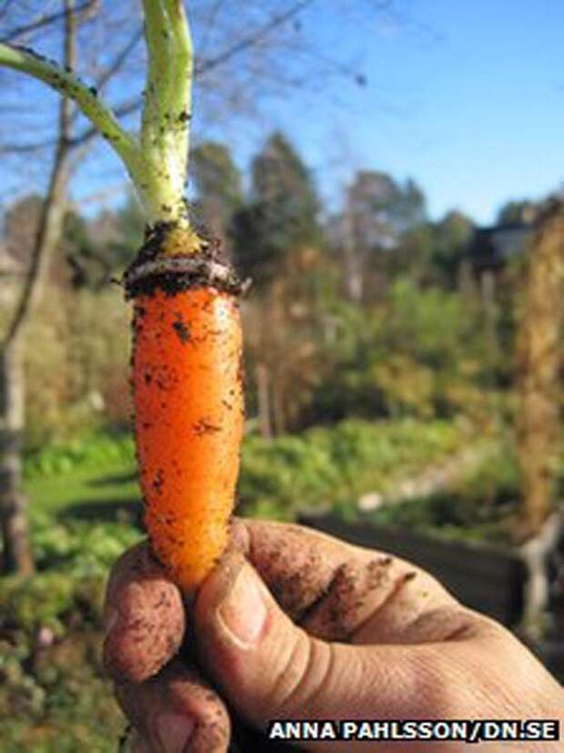 18. Женщина нашла свое обручальное кольцо на выросшей морковке спустя 16 лет после пропажи ситуация, факт, фотография