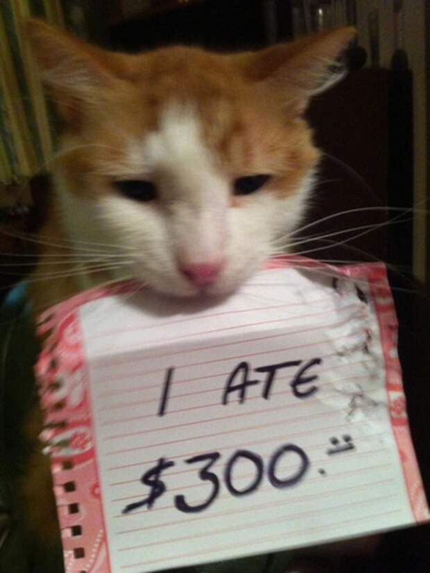 15. Я съел 300 долларов коты, провинность