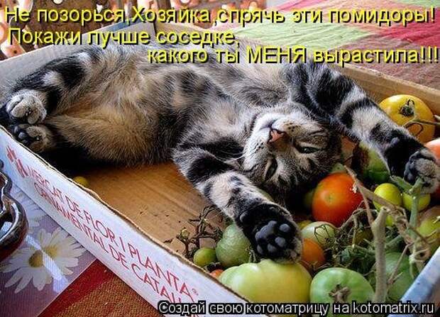 Свежая котоматрица (38 фото)