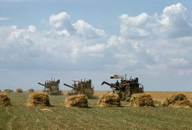 Combine Harvesters at Work in a Wheat Field