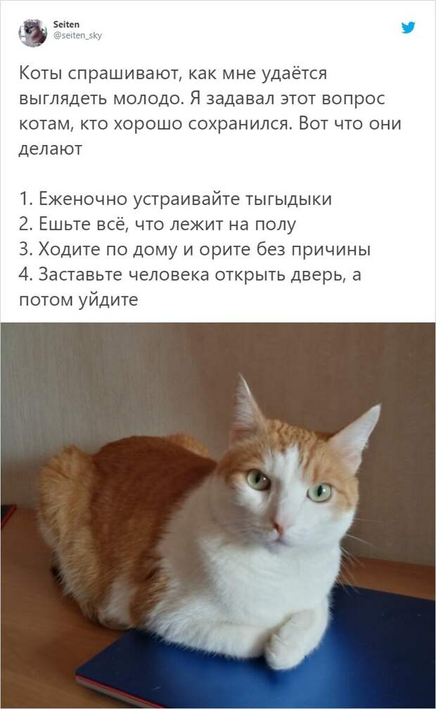 У котиков тоже есть свои секретики