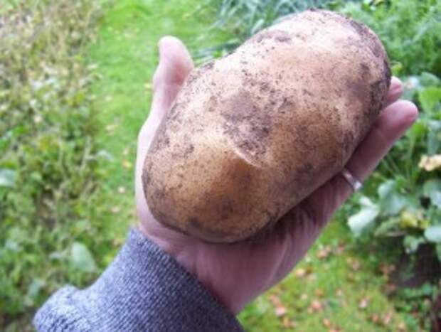 Крупный картофель