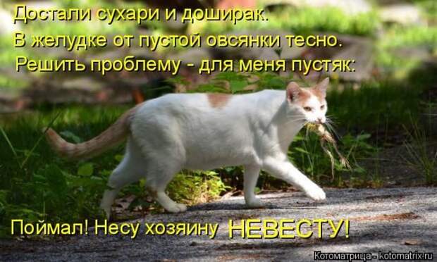 Лучшие котоматрицы недели