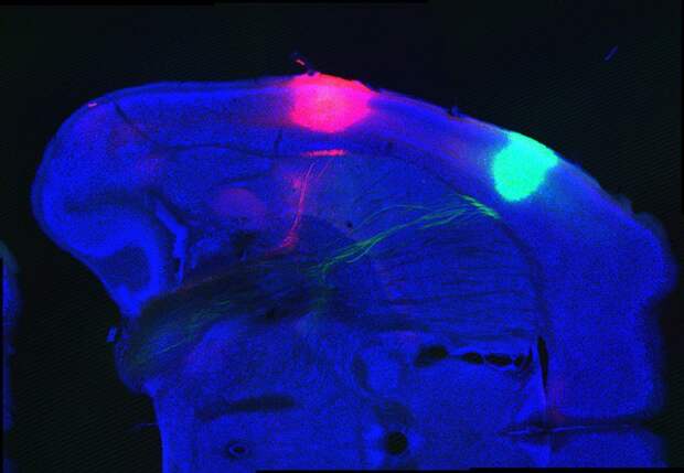 fig1a_lower