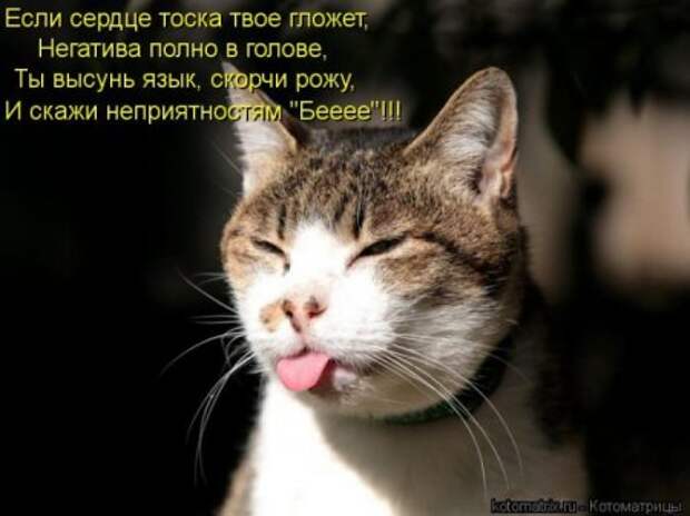 Котоматрица, прикольные коты с надписями.