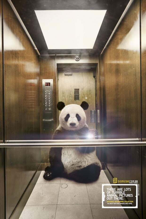 селфи от животных national geographic панда