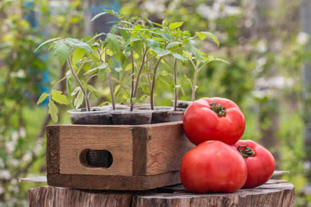 Сколько любителей помидоров, столько и технологий их выращивания