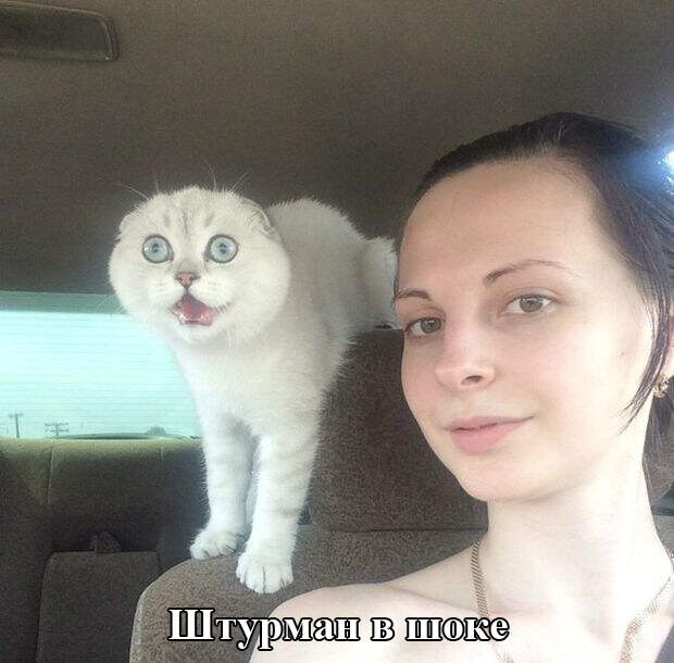Прикольные картинки (102 фото)
