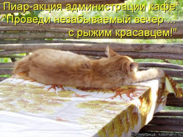 Лучшие котоматрицы недели (50 фото)