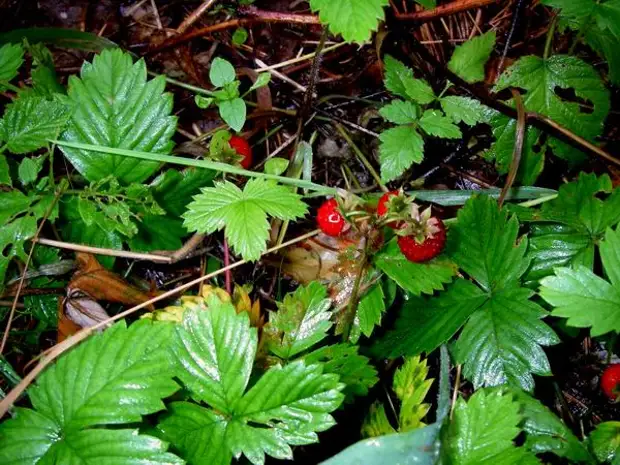 земляника mignonette. земляника лесная уральская. земляника лесная. земляника значение для человека и природы. морошка и земляника.
