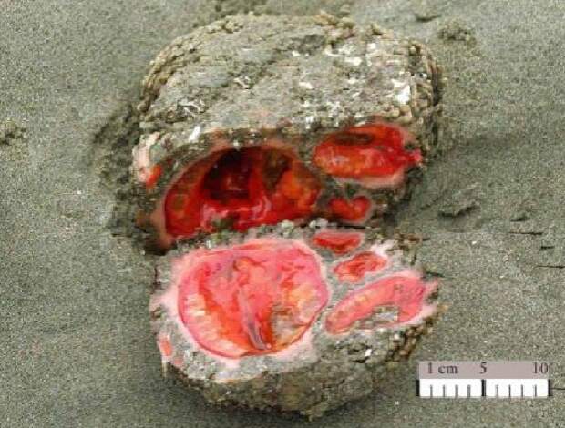 То, что ученые обнаружили внутри камня, найденного на пляже, не поддается объяснениям!