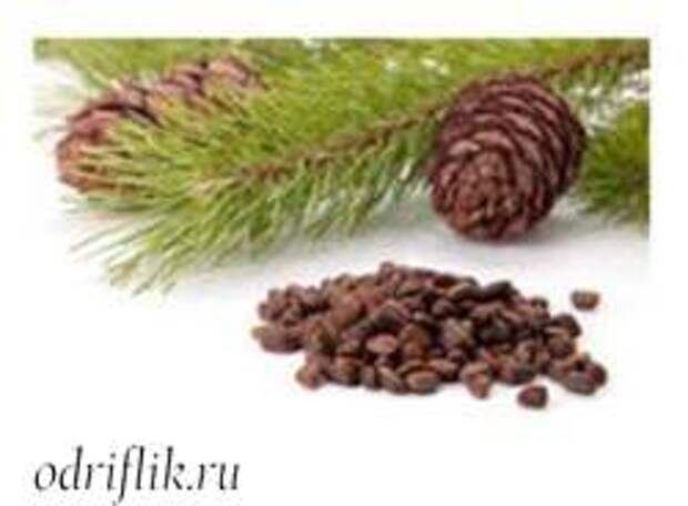 Чем полезен кедровый орех