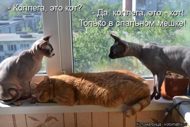 Котоматрица №33