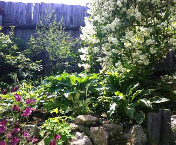 Сад своей мечты Композиции из многолетников