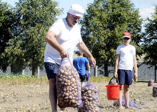 Александр Лукашенко с сыном Колей на уборке картофеля