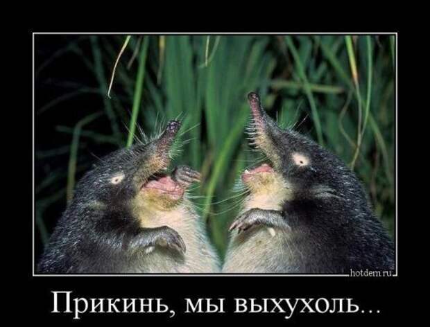 Смешная подборка демотиваторов Смешная подборка демотиваторов