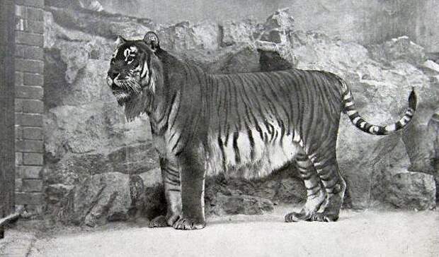 13. Туранский тигр вымерли, животные, история, человек