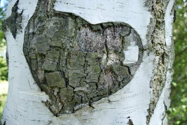 Tree Heart Birch Promise Old Love Bark