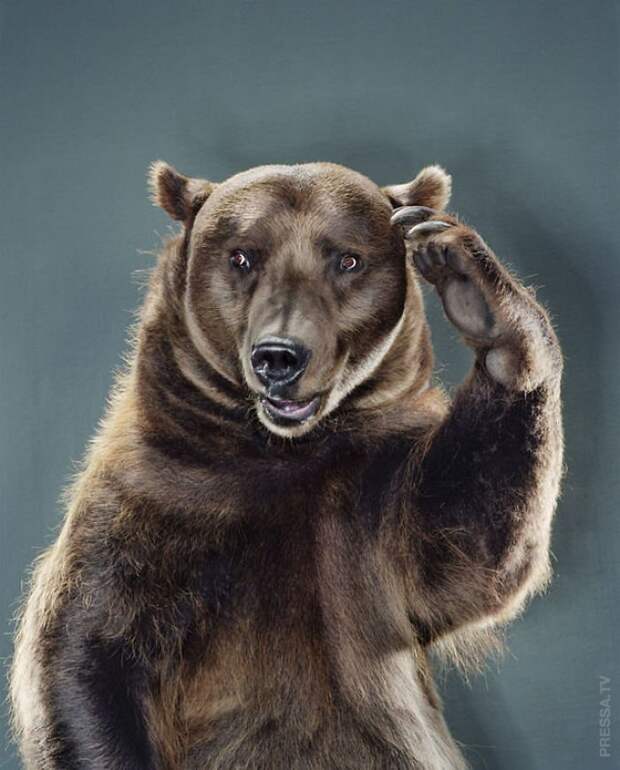 Необычные портреты медведей