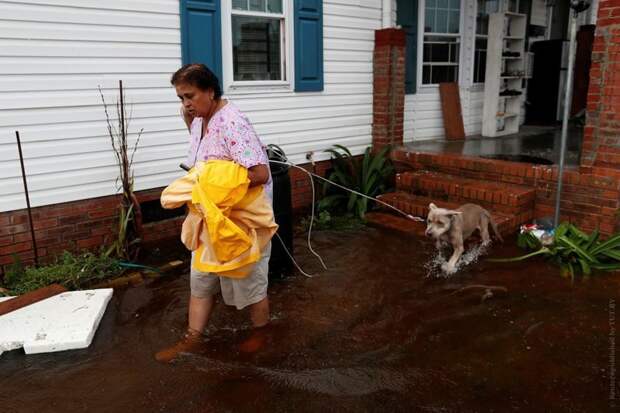 Как во время урагана в США спасают домашних животных животные, история, спасение