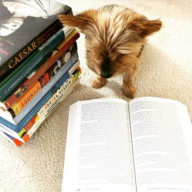 животные и книги