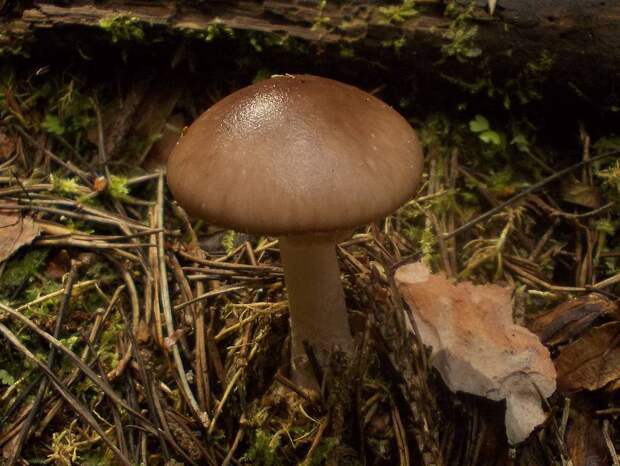 Страсти по мухомору: откуда взялся опасный грибной тренд