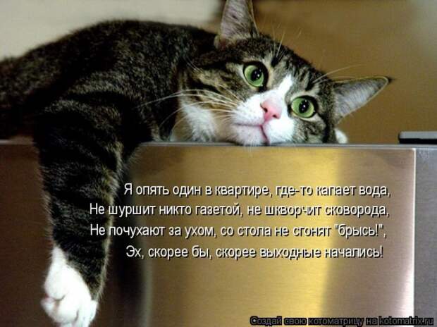 Котяры на приколе и их шаловливые друзья (35 фото)