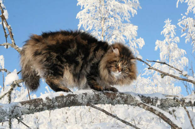 Сибирский царь котов