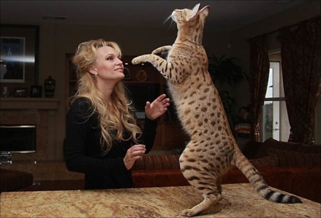 Большие коты