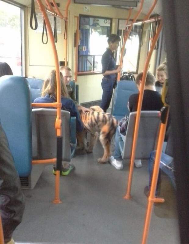 Хохотушки. Юмор каждый день!