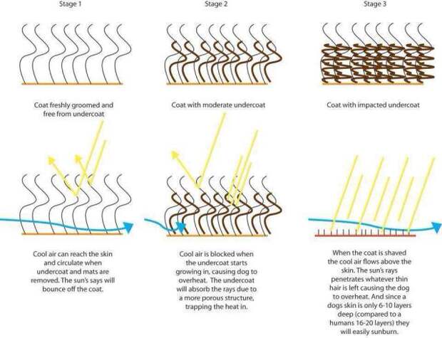 How a dog's double coat works