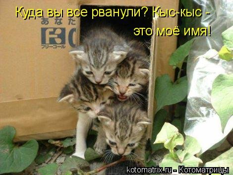Новая котоматрица на Бугаге (28 фото)