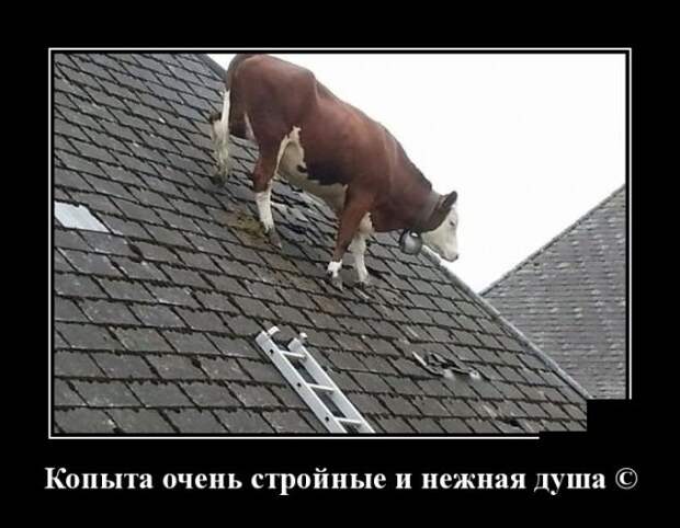 Демотиваторы (30 фото) Демотиваторы (30 фото)