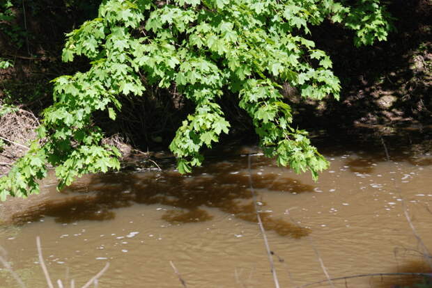 Голавль часто ловится под нависшими кронами деревьев природа, рыбалка