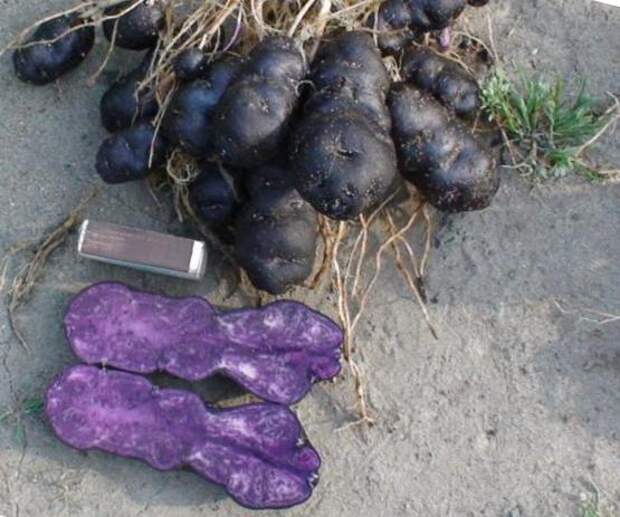 Фиолетовый картофель Vitelotte