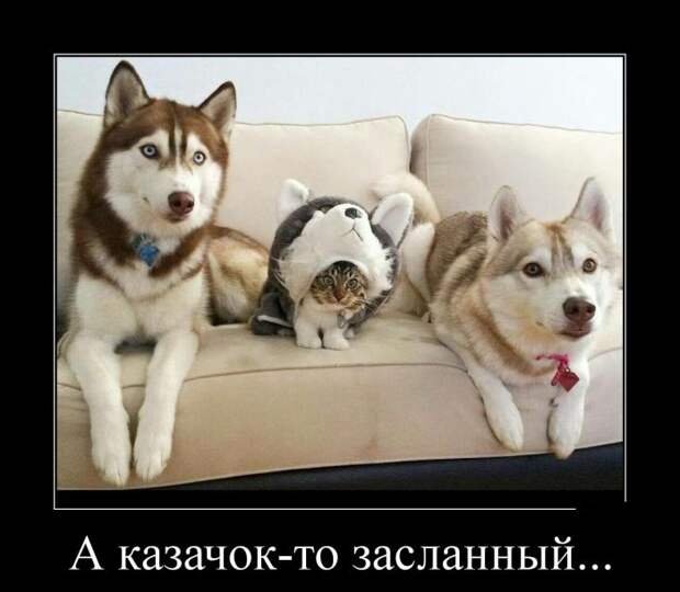 Демотиваторы (30 фото)