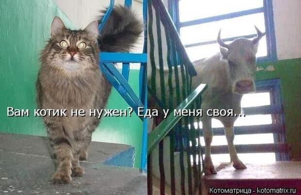 Лучшие котоматрицы недели