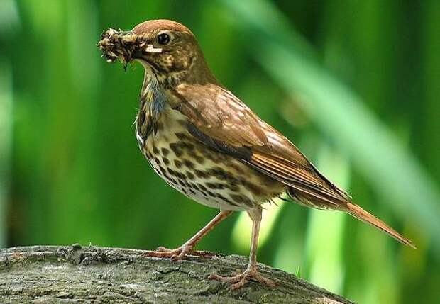 Самые популярные декоративные птицы Певчий дрозд (Turdus philomelos), фото фотография птицы