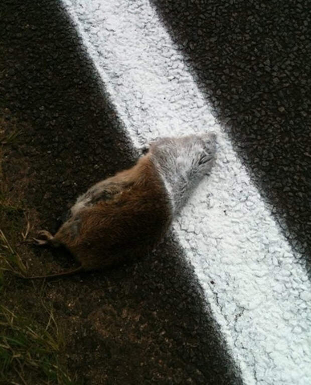 Roadkill-paint