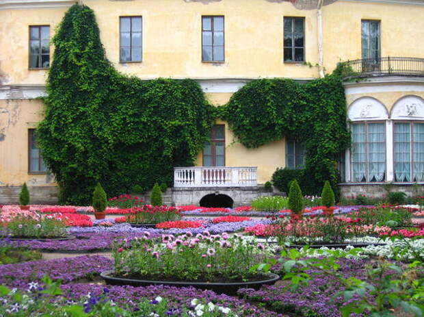 Фасад дома декорирует виноград культурный, создавая фон для парада цветников. Фото А. Папкова