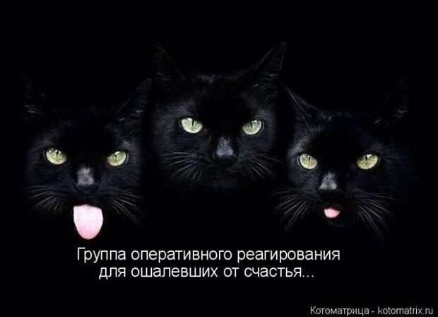 Лучшие котоматрицы недели