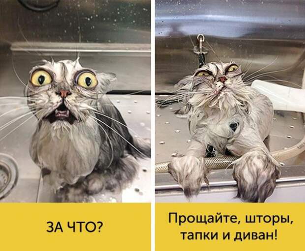 15 котов, мимике которых можно только позавидовать 15 котов, мимике которых можно только позавидовать животные, коты, факты