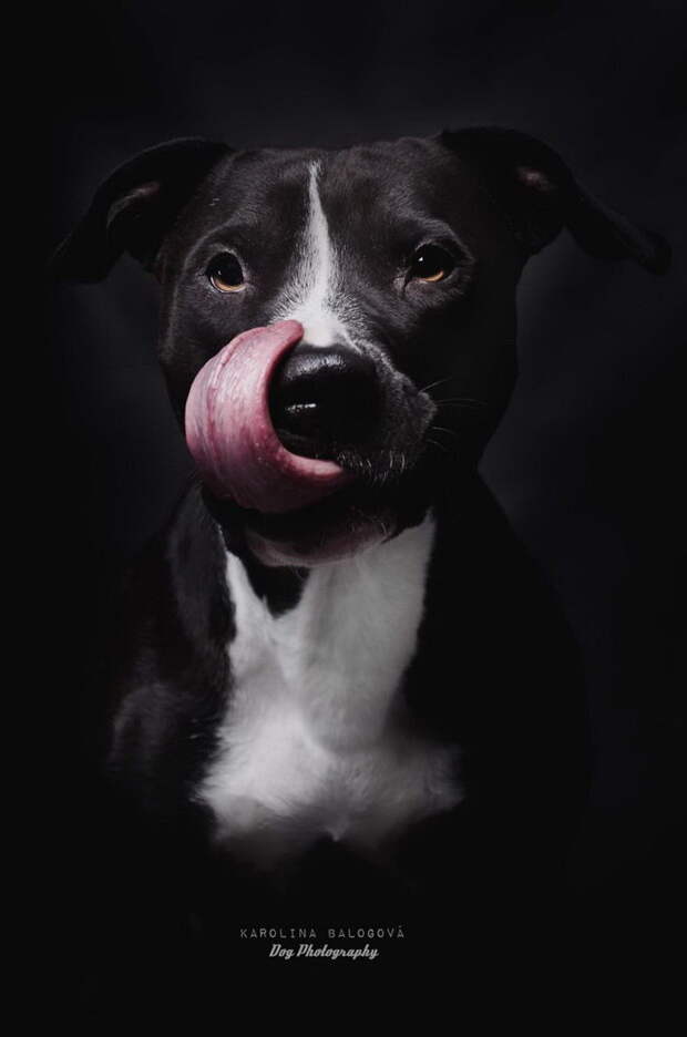 Портреты собак Karolina Balogova
