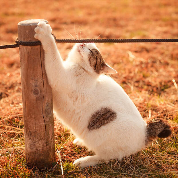 Кошки в фотографиях Сэйдзи Мамия