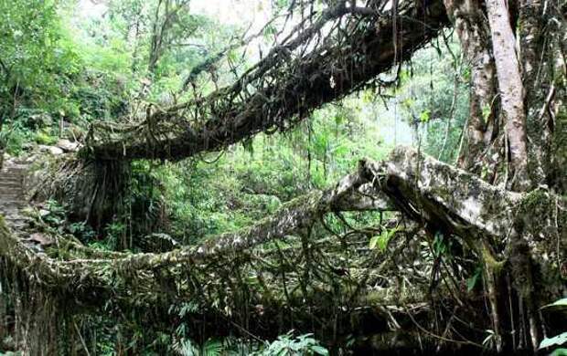 мост из корней каучукового дерева