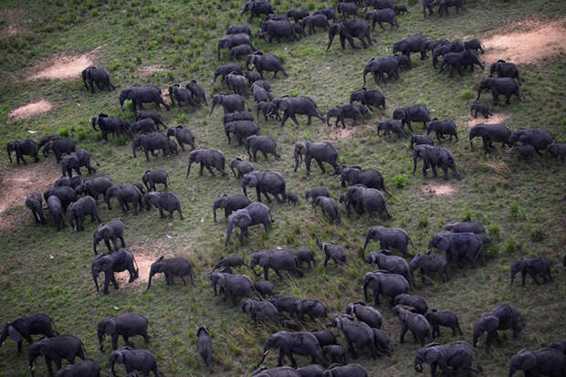 Мигрирующие слоны. - Фото Nuria Ortega.