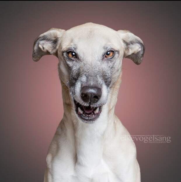 Фотогеничность собак в серии забавных снимков