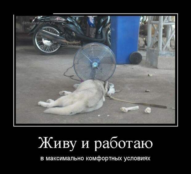 Смешные демотиваторы - приколы недели