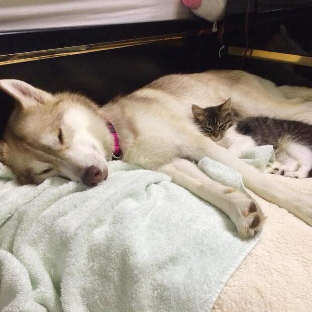 Собака хаски спасла жизнь маленькому котенку.