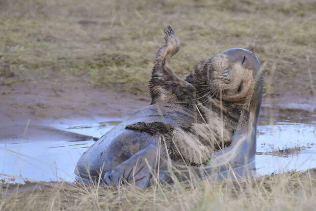 Победители конкурса фотографий Mammal Photographer 2020